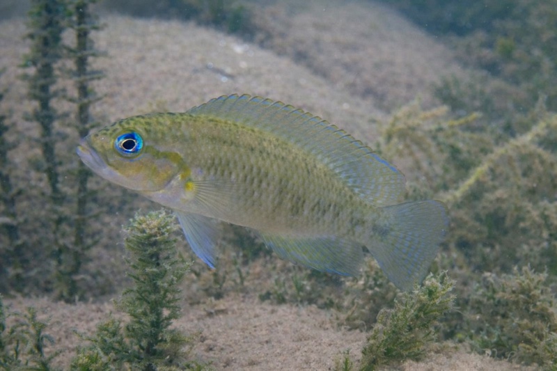 Telmatochromis temporalis 'Mpulungu'